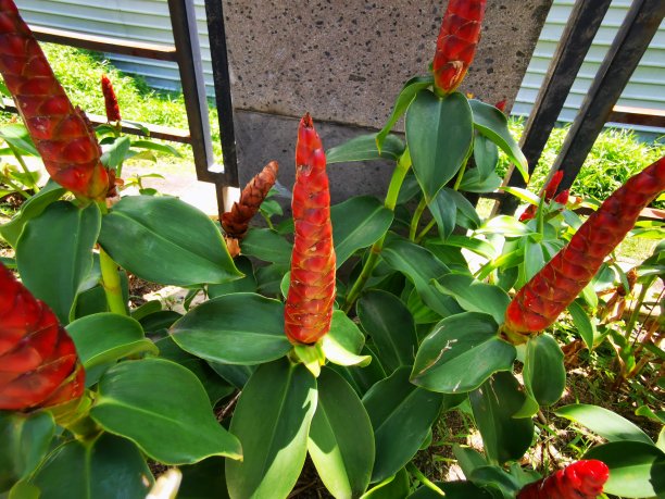 costus