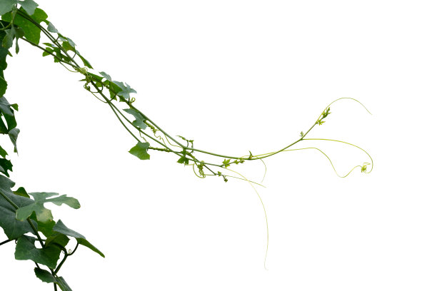 vitis