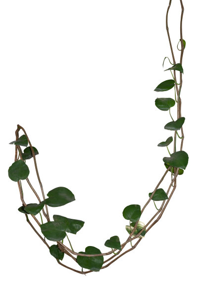 vitis