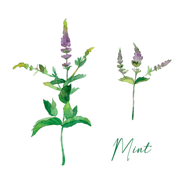 mint