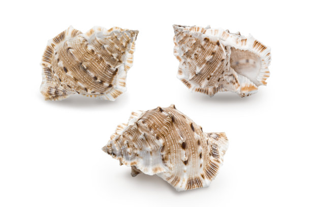 conch