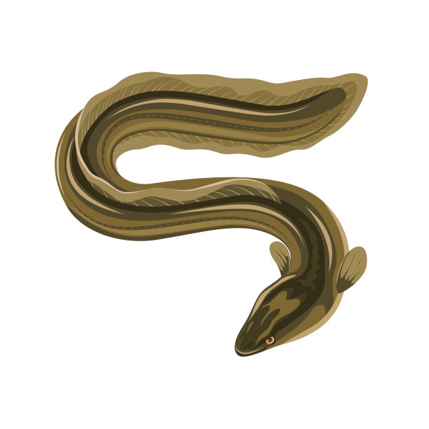 eel