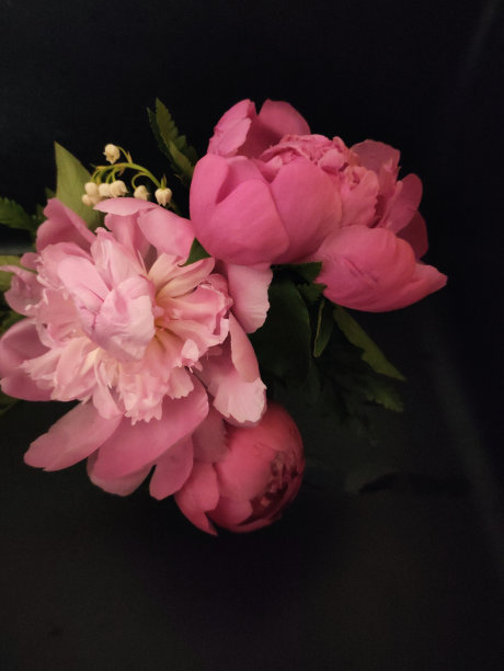 peony