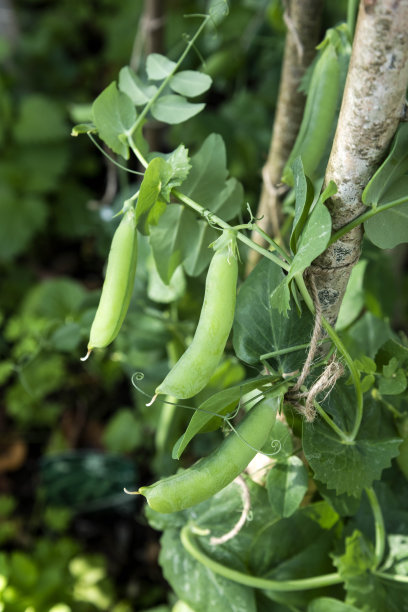 legume