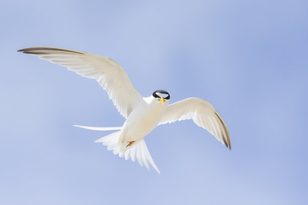 小tern