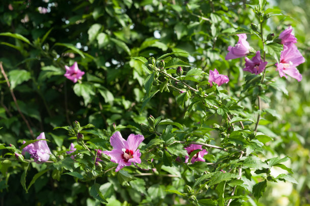 hibiscus