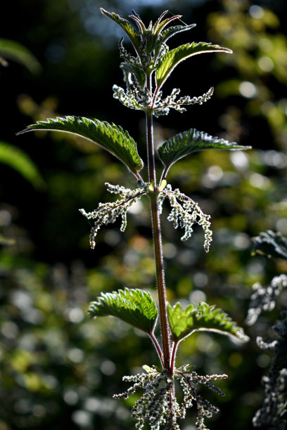 nettles
