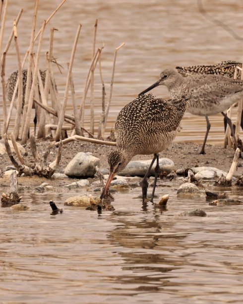 limosa