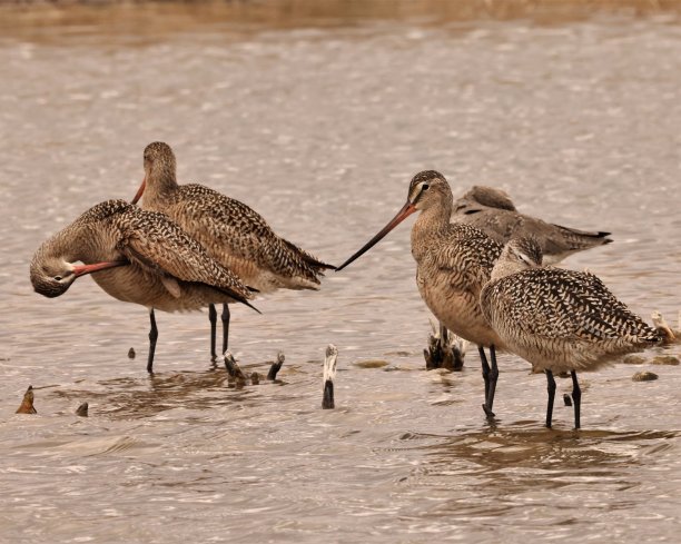 limosa