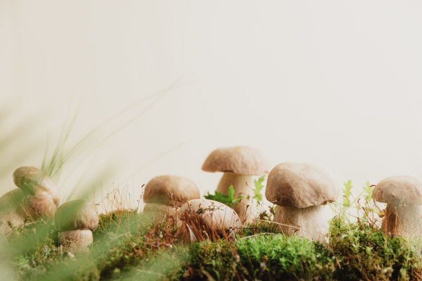 mushroom