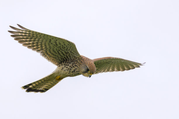 falcon