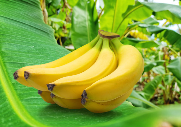 ripe