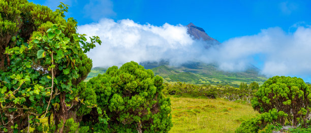 pico