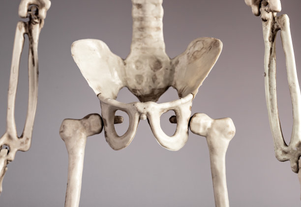 pelvis