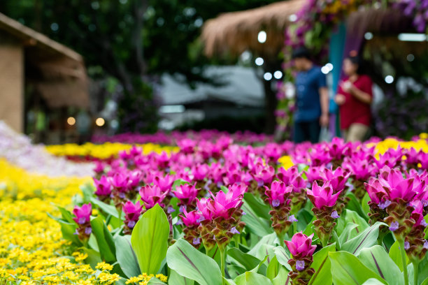 热带森林中的花朵，泰国