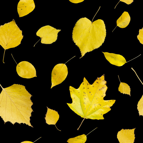 多彩秋季枫叶无缝图案