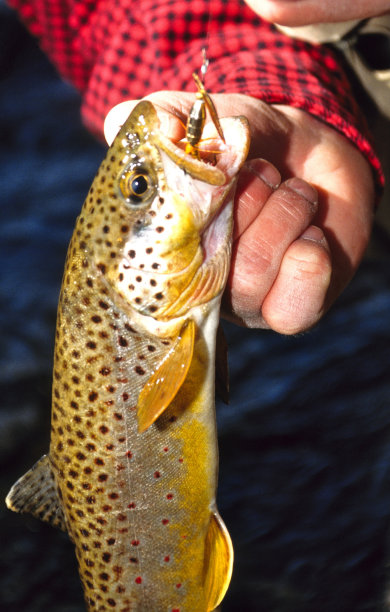 salvelinus