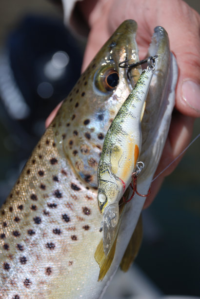 salvelinus