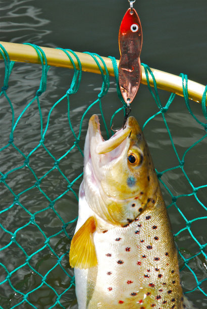 salvelinus
