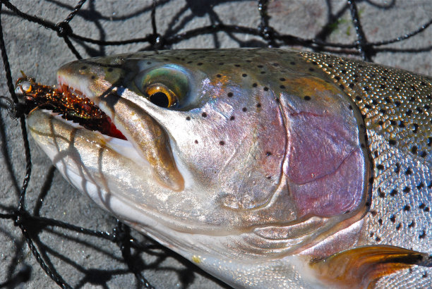 salvelinus