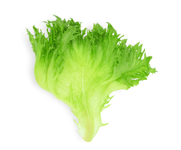 romaine