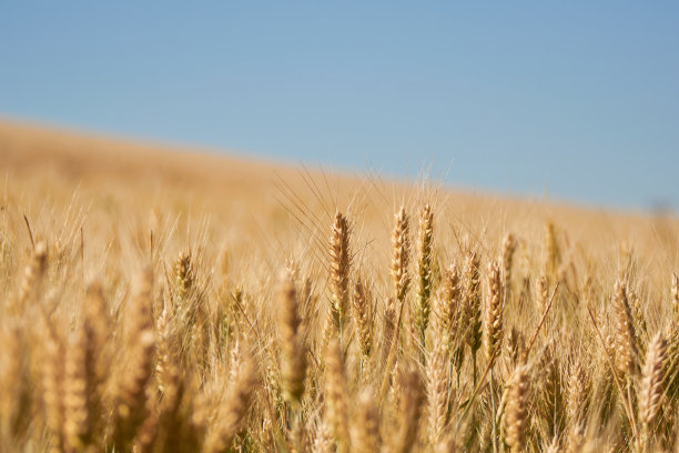 harvest