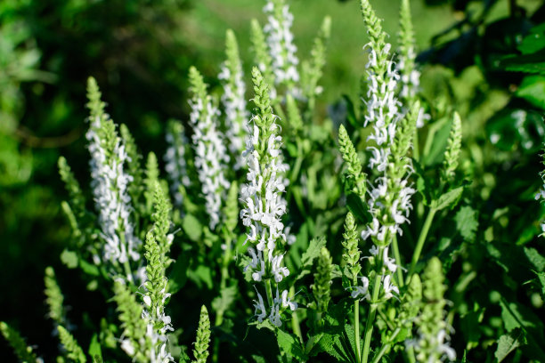 salvia