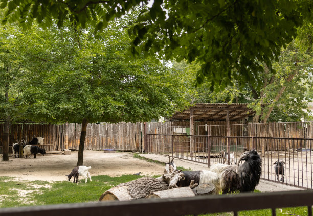 zoo