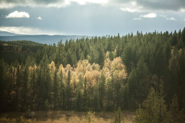 户外蓝天白云草地树林图片