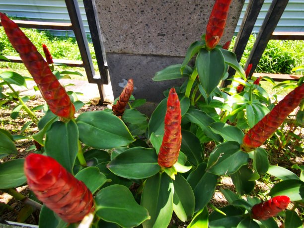 costus