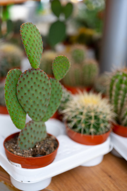 saguaro