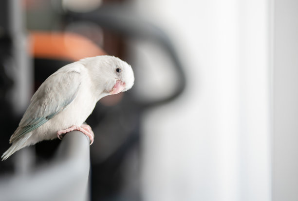 parrots