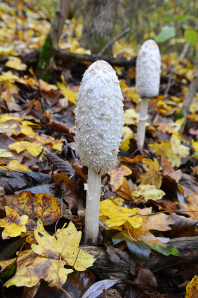 coprinus