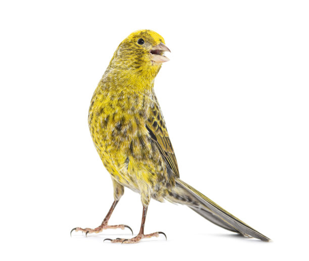 canary