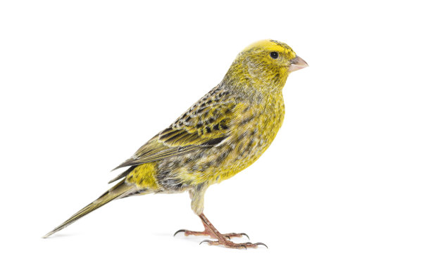 canary
