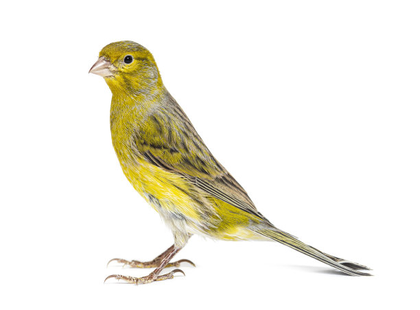 canary