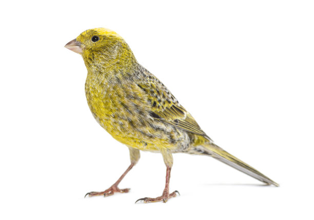 canary