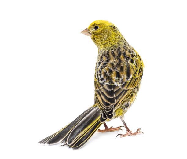 canary