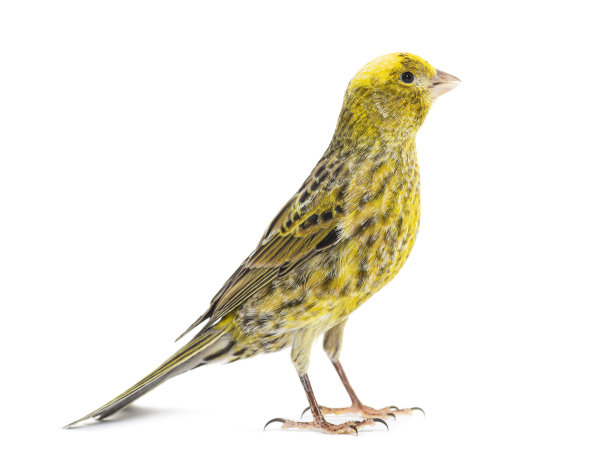 canary