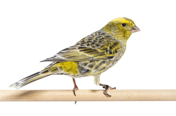 canary