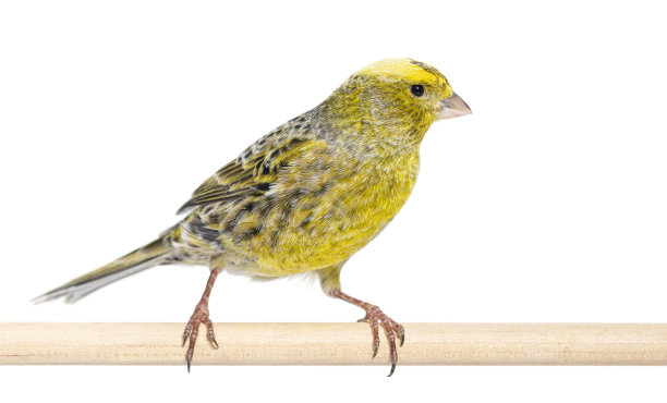 canary