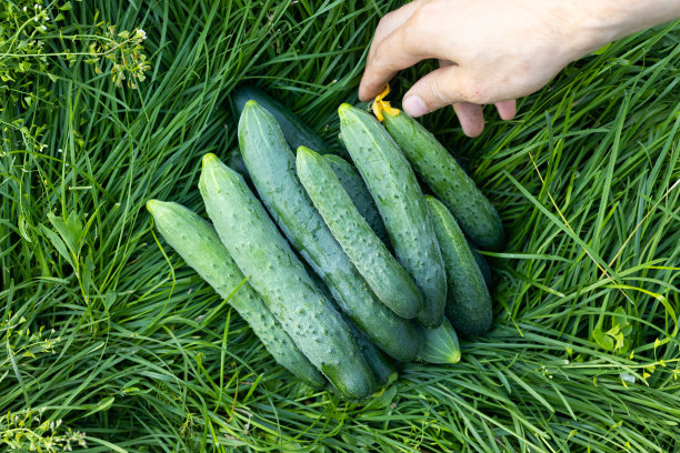 cucumber