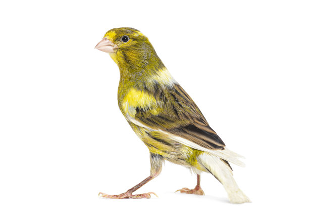 canary