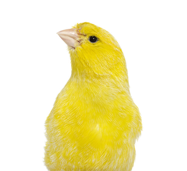 canary