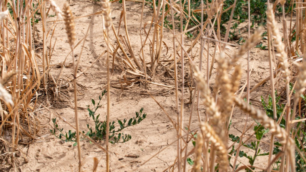 drought