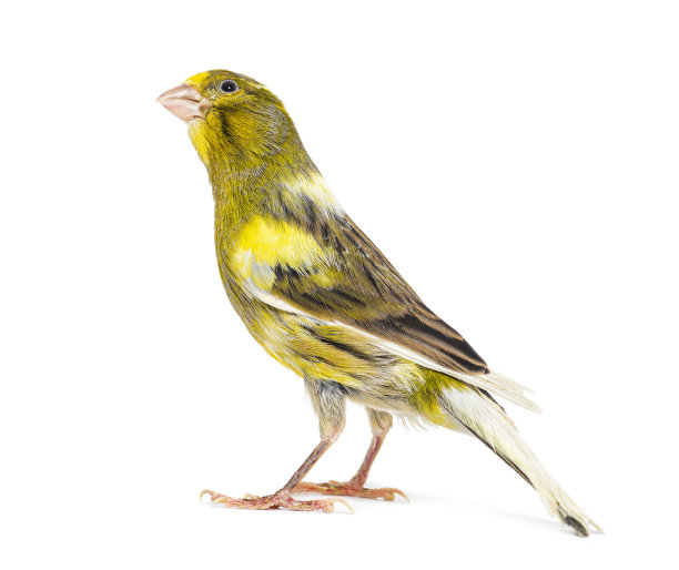 canary