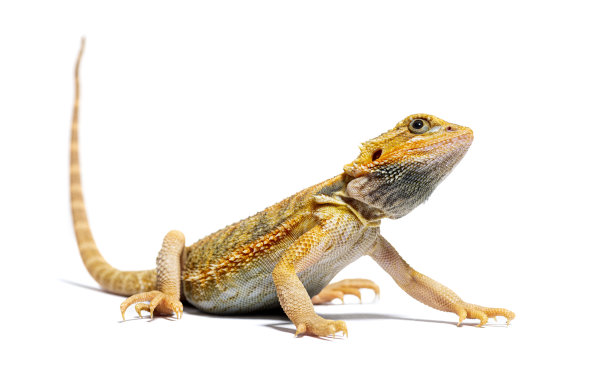 pogona