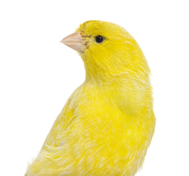 canary