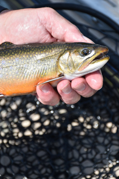 salvelinus