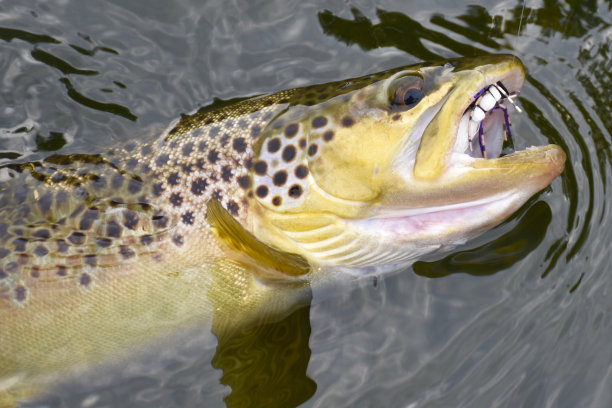 salvelinus